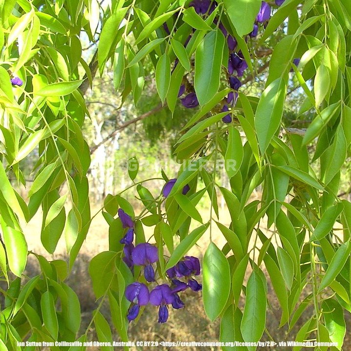 Violet glycine tree, Bolusanthus SPECIOSUS image